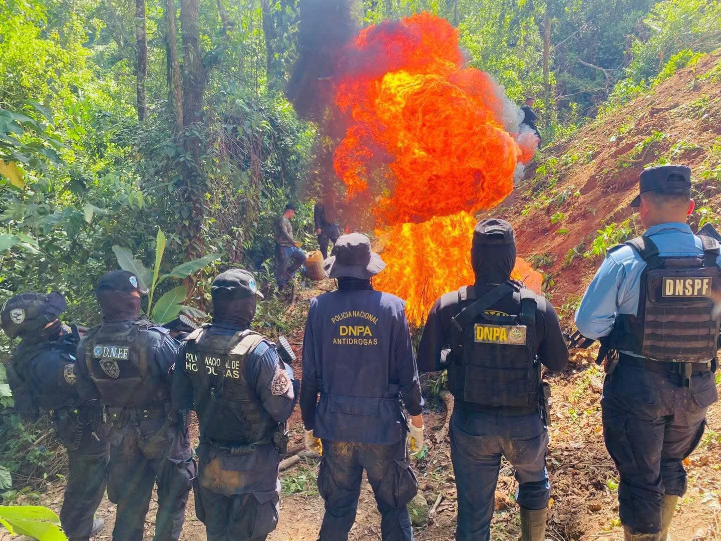 FESCCO dirige destrucción de plantación de hoja de coca y centro de procesamiento clandestino en Olancho